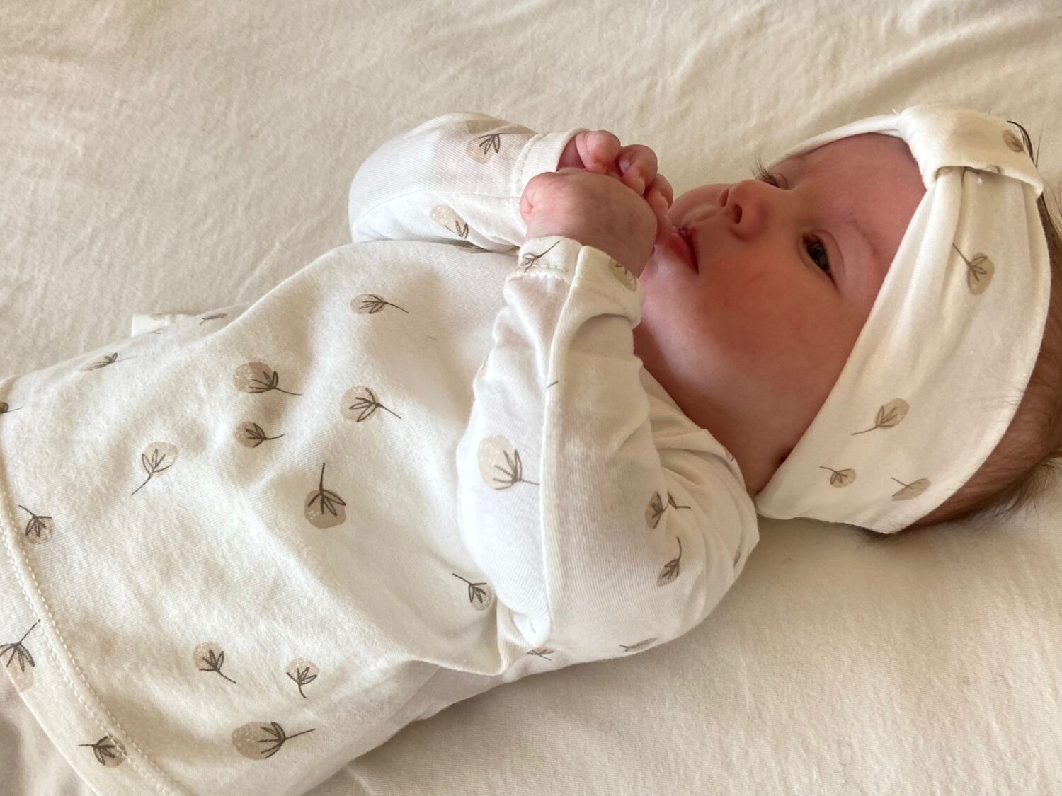 Primera puesta cotton son petit Primera puesta cotton son petit